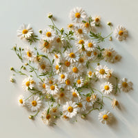 Chamomile