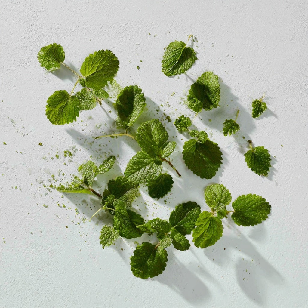 Lemon Balm