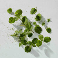 Lemon Balm